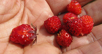 Strawberry treasure