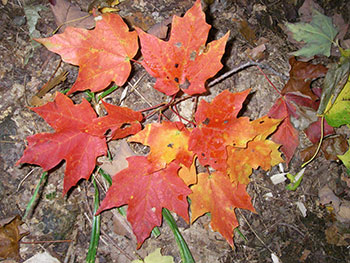 Fall maple leaves