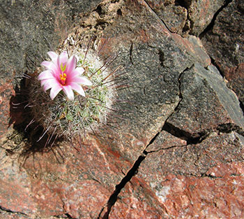 Cactus flower