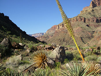Century Plant