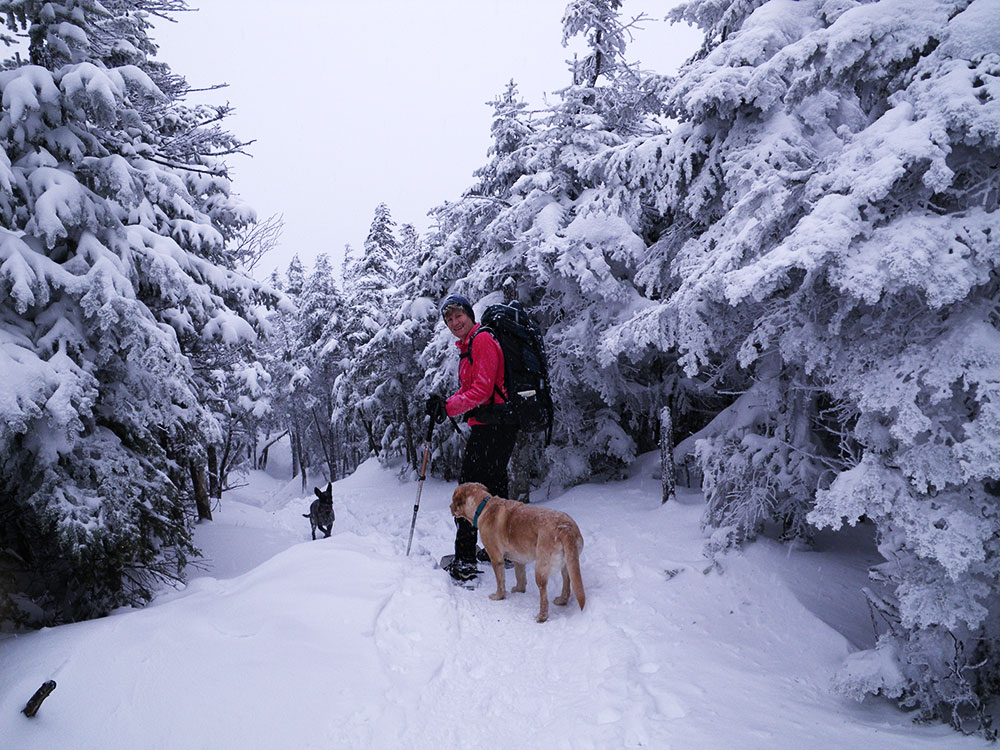hiker on the trail with two dogs in winter