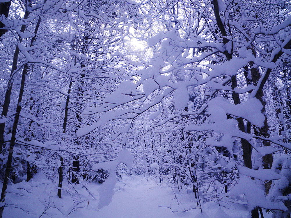 snowy trail in winter