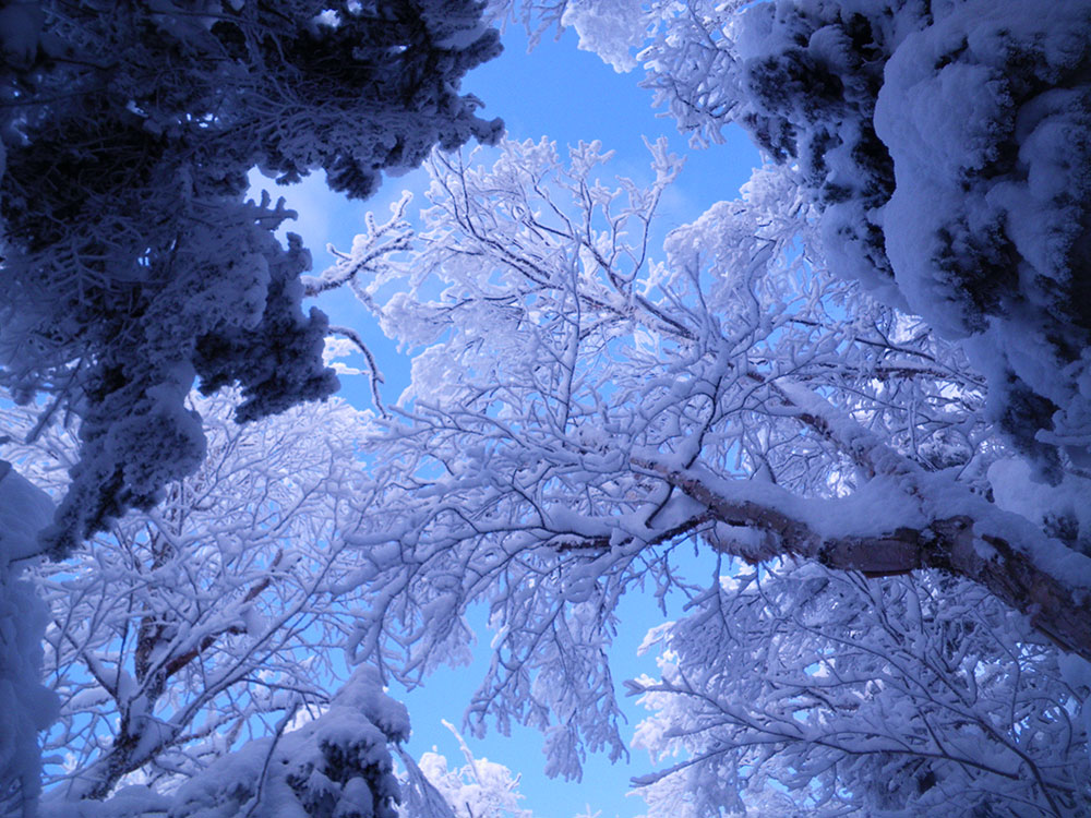 snowy branches taken looking up at blue sky