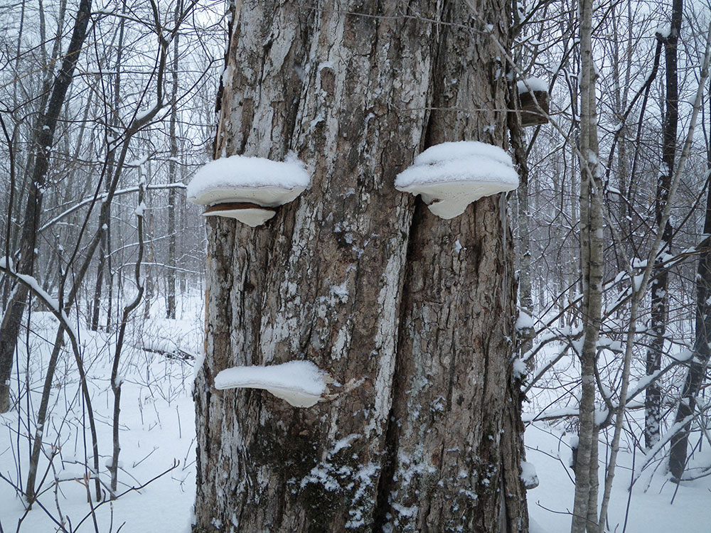 Fungus fungus discs covered in snow and attached to a tree