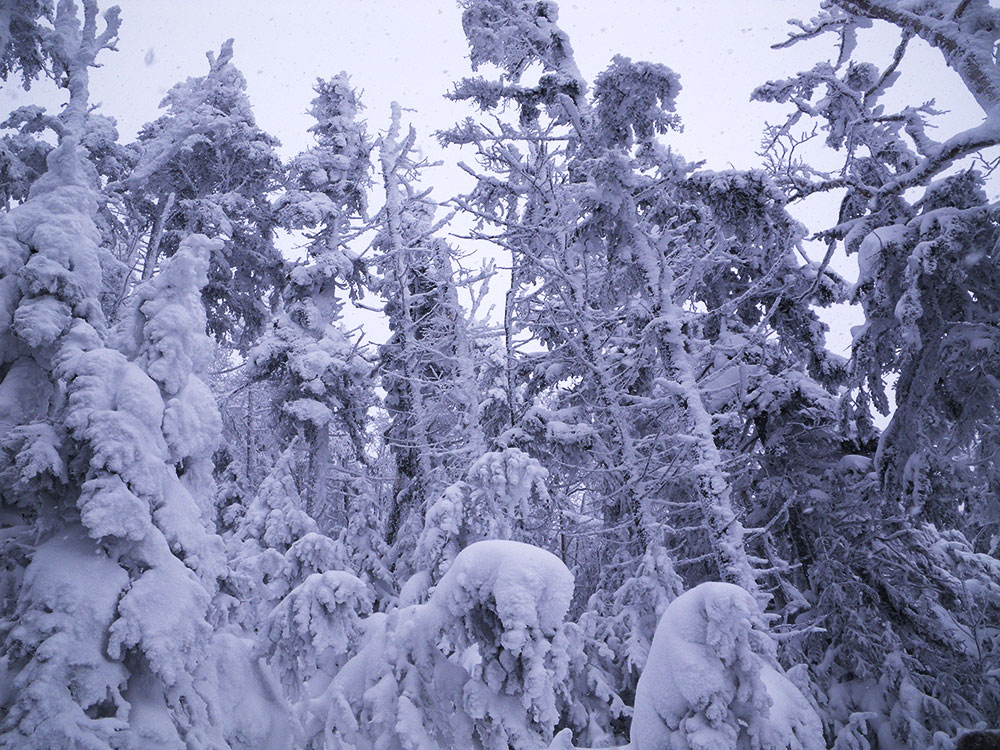 Snow view of trees coated with rime ice and snow