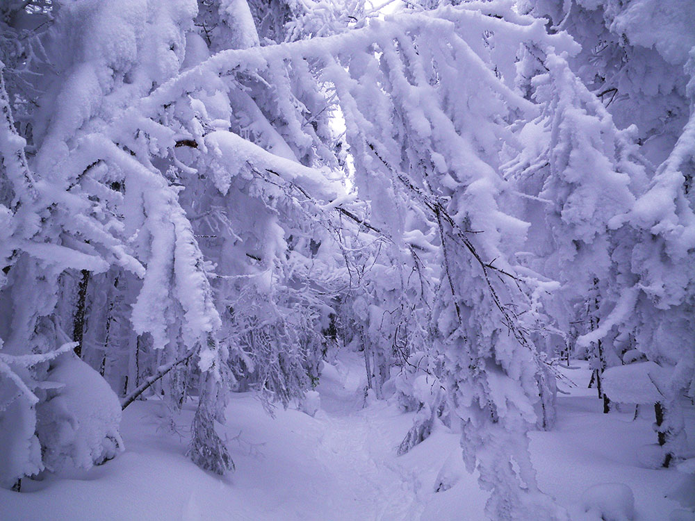 Galehead Trail snowy Galehead Trail in winter