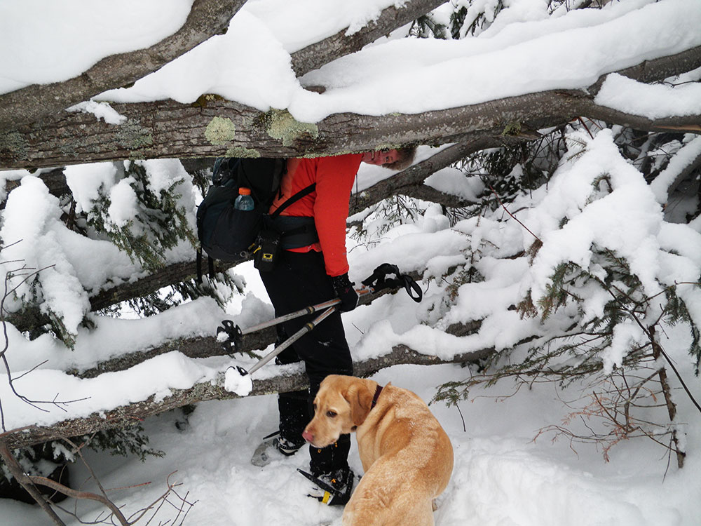 Blowdown hiker and lab going through a blow down in winter