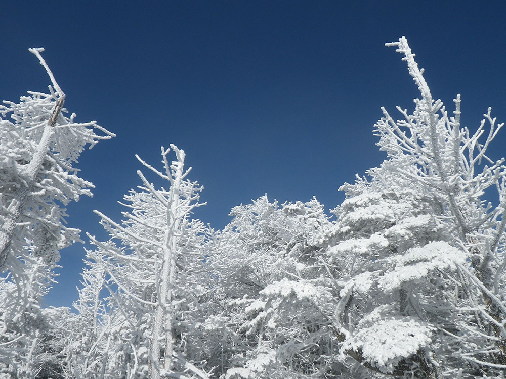 tree branches covered in rime ice shot from below