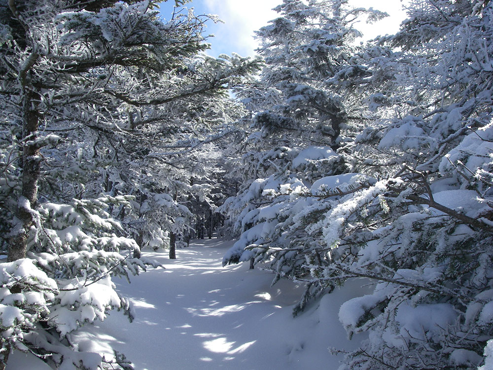 view of snowy trail in the White Mountains