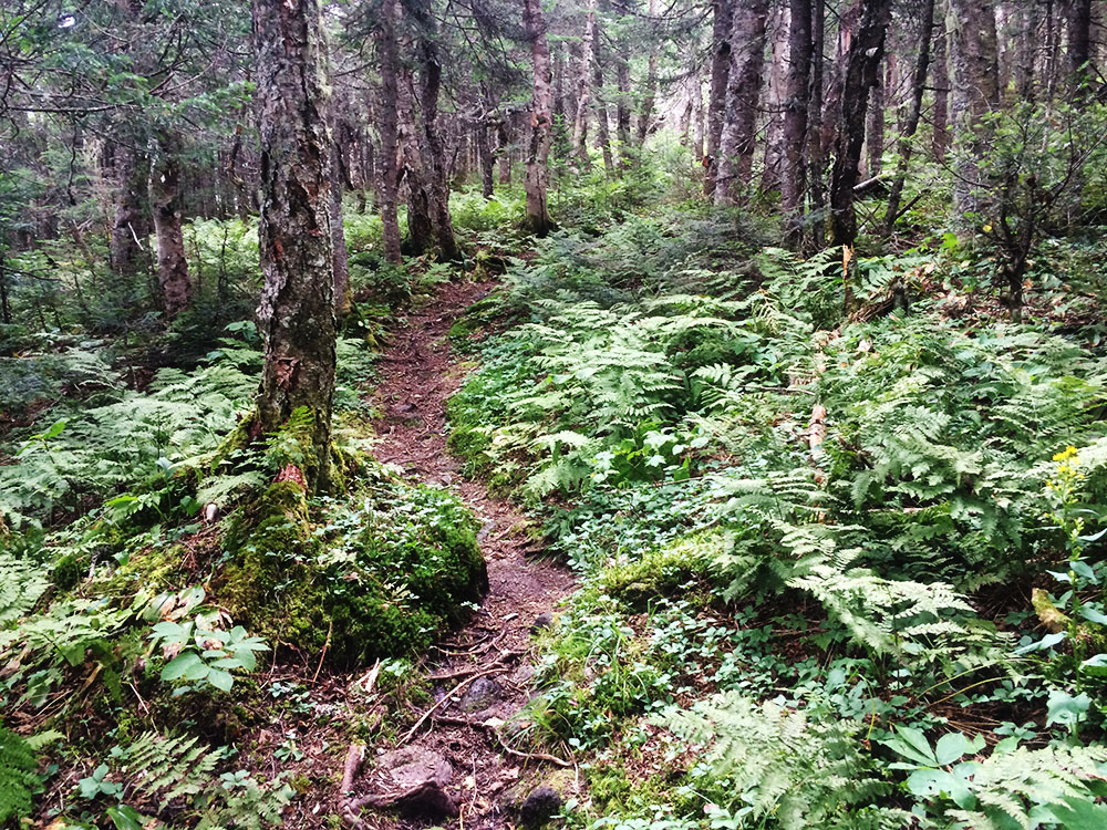 the beginning of the Skookumchuck Trail