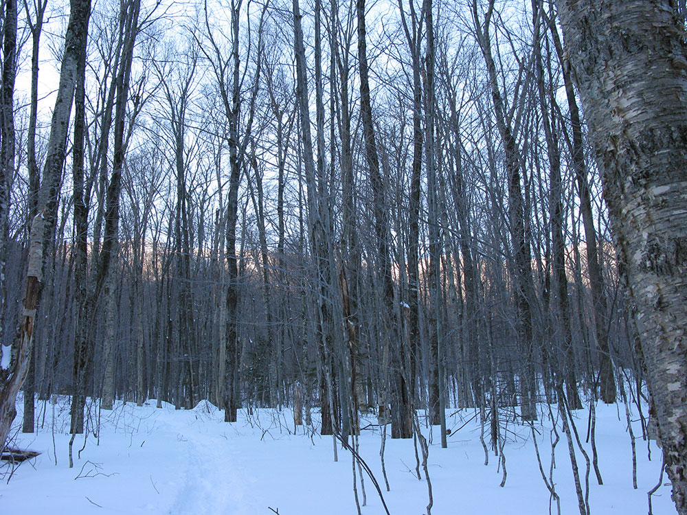 snowy trail at the beginning of the Pine Bend Brook Trail