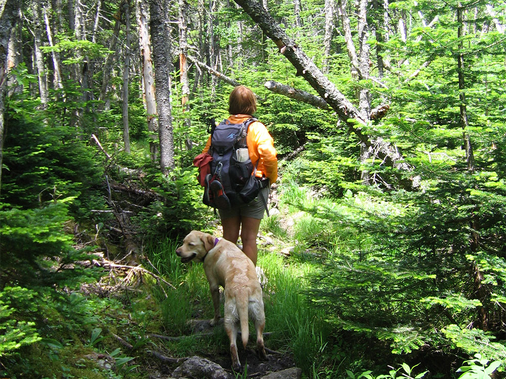 hiker on the trail with dog