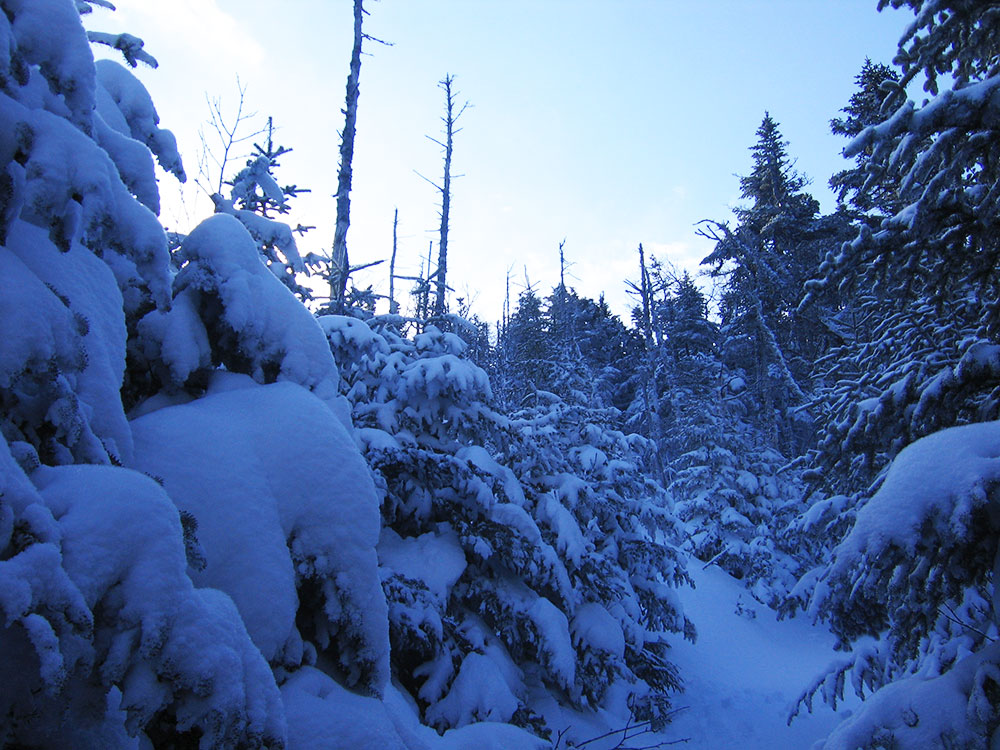 scene of dense snow on trail in White Mountains, NH