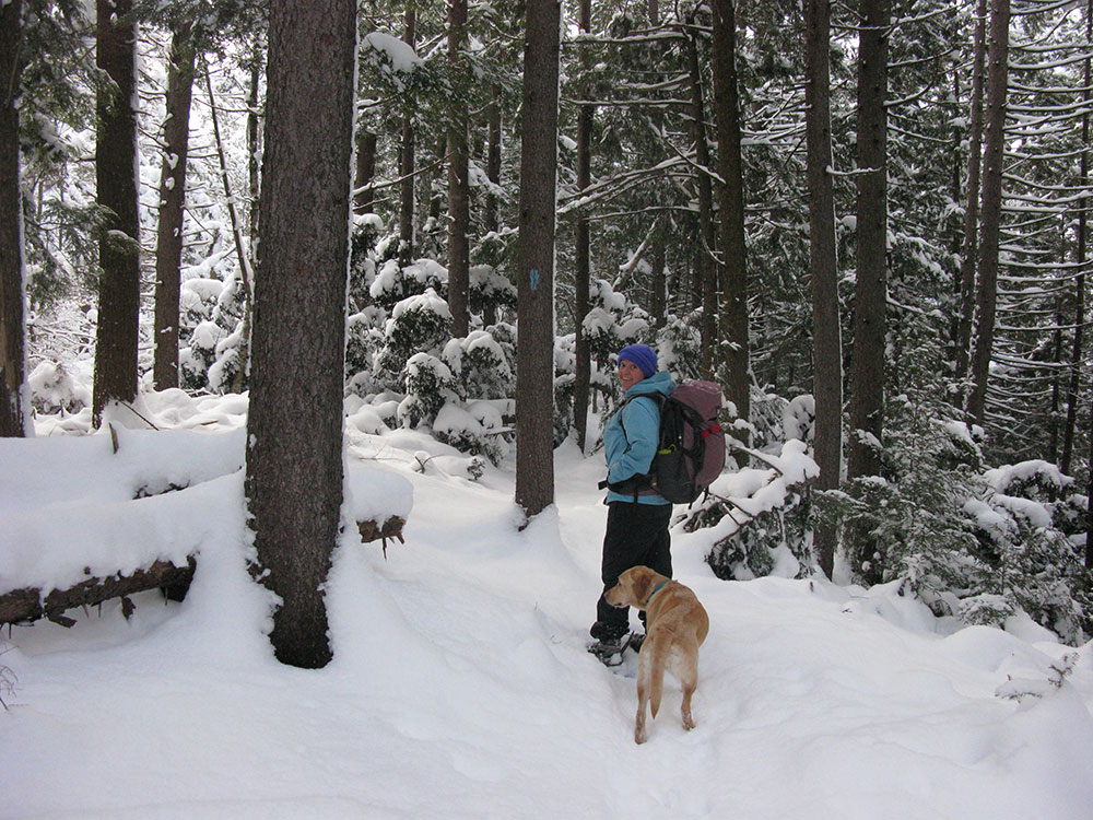 hiker and lab on the trail in winter on snowshoes