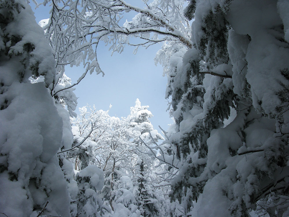 image taken from below at tree branches covered in snow