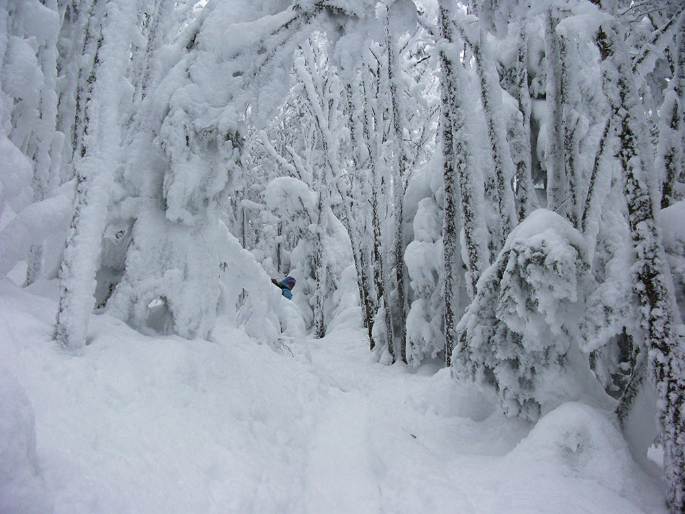 extremely snowy, foggy trail in winter