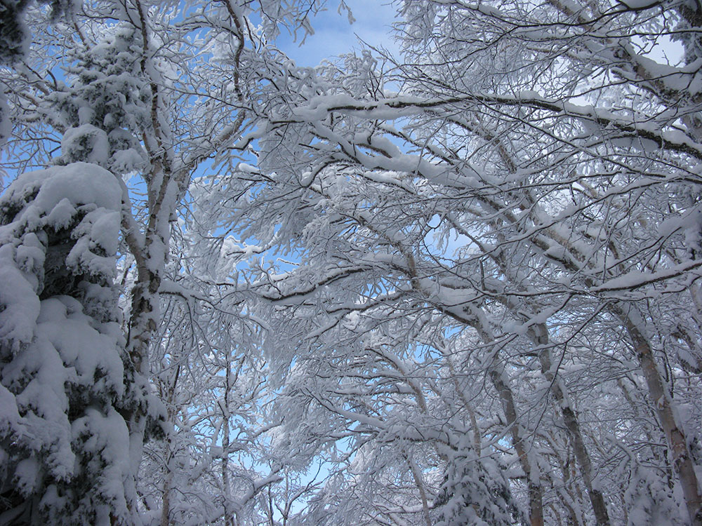 snowy branches