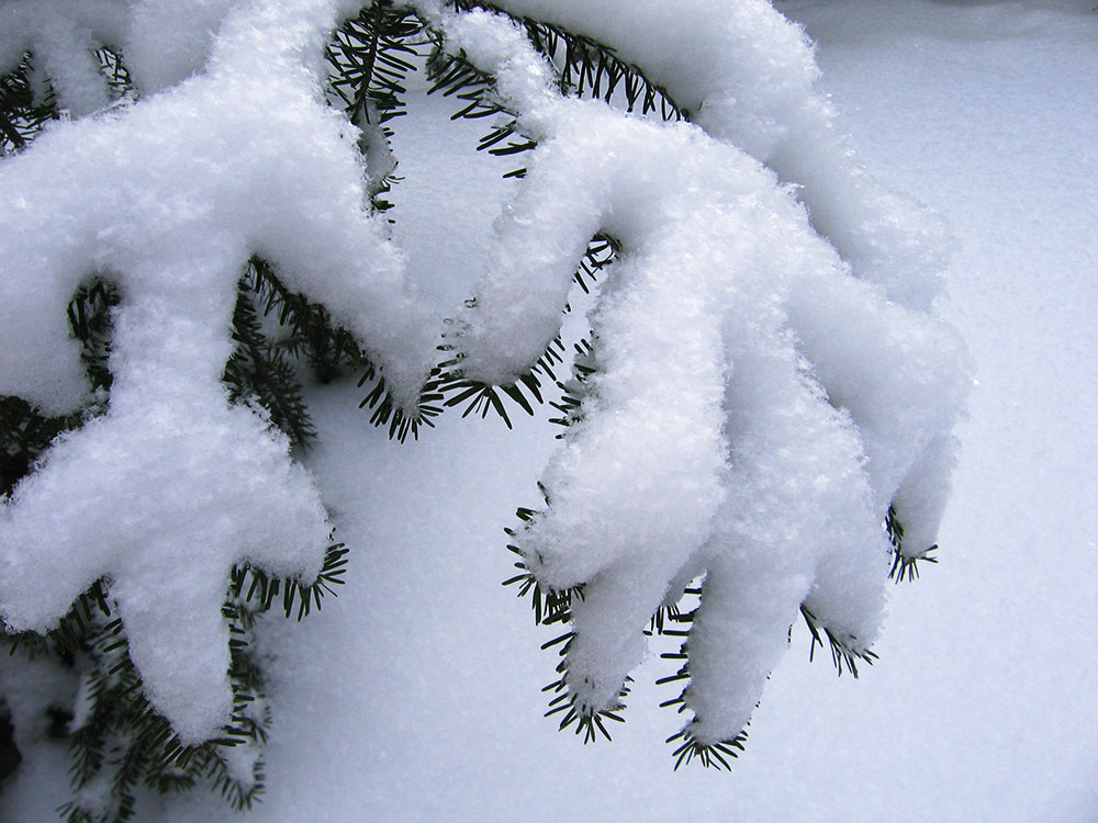 view of snow on a pine branch