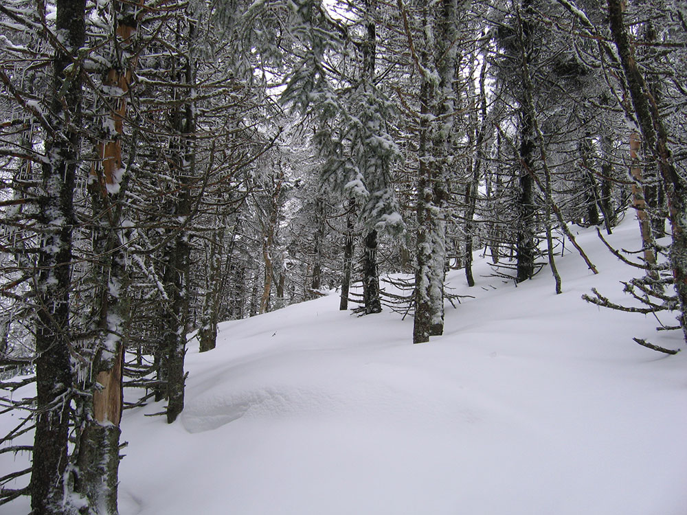 snowy, unbroken trail