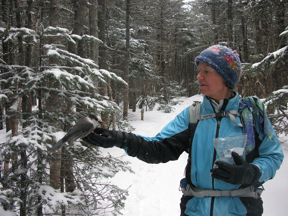 hiker feeding Grey Jay in winter