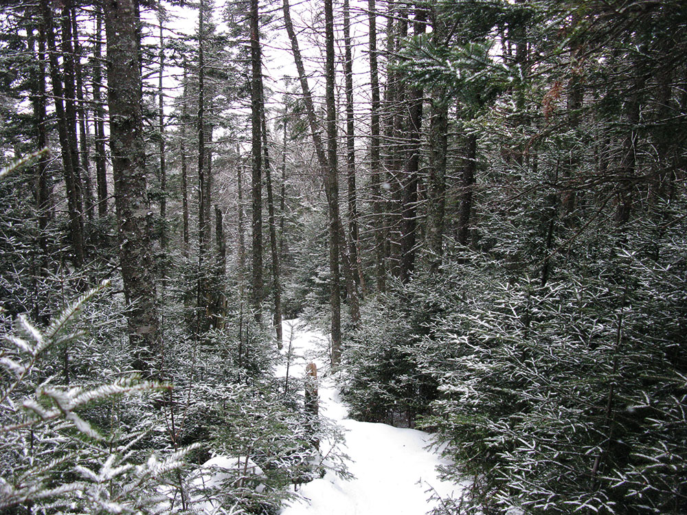 snowy trail through spruce forest