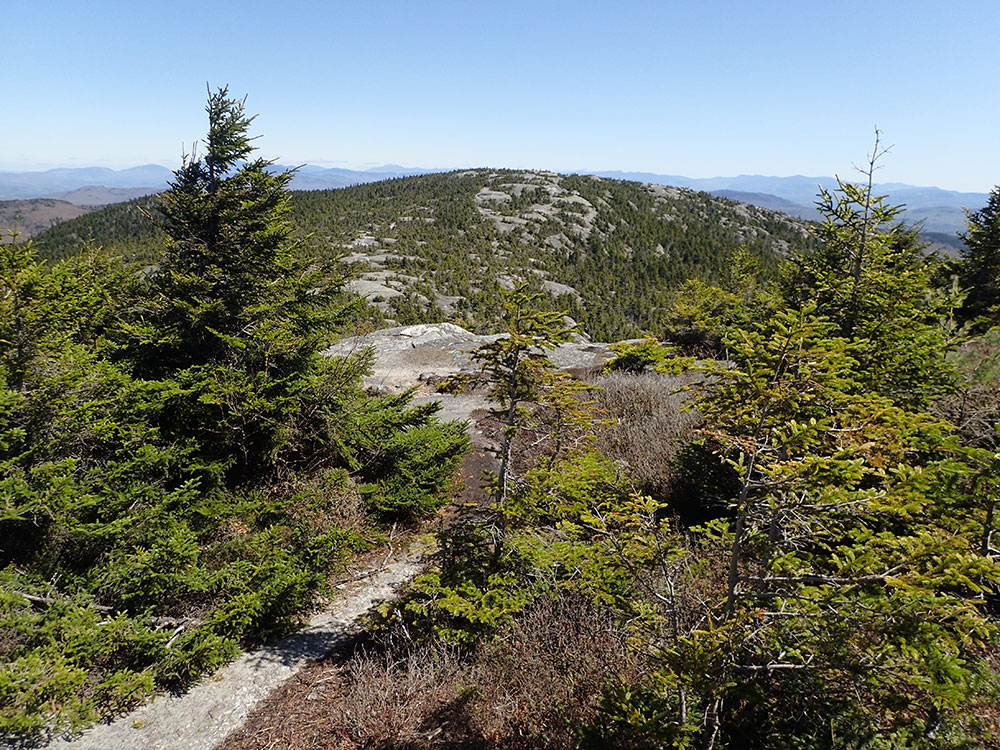 view of trail through evergreen brush above tree line