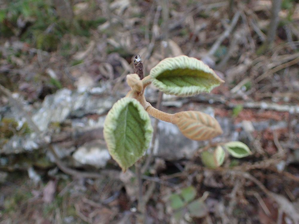 early growth of a Habblebush