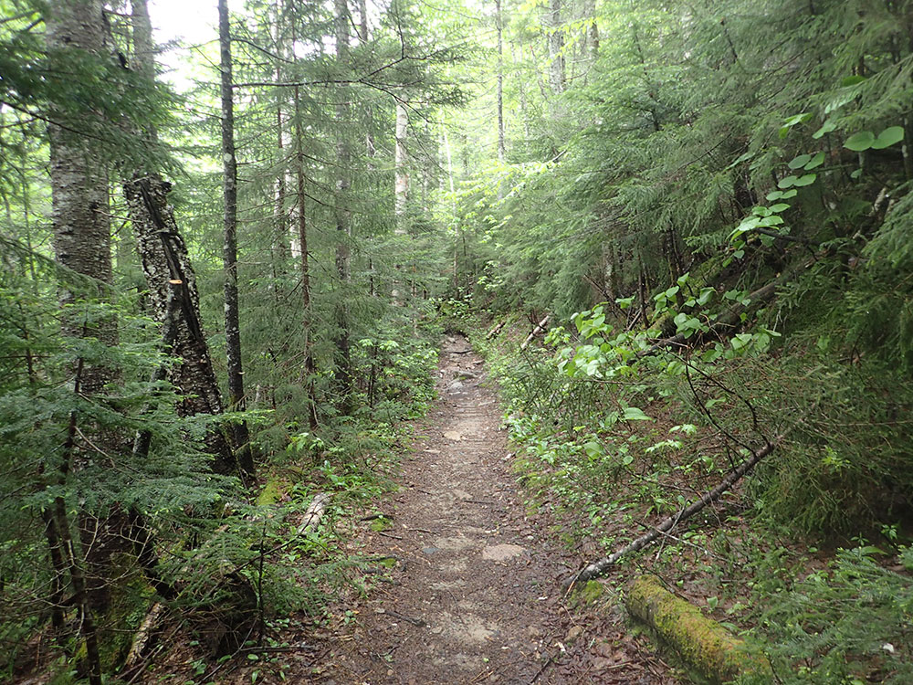 Trail beginning of Hancock Notch Trail in mid-summer