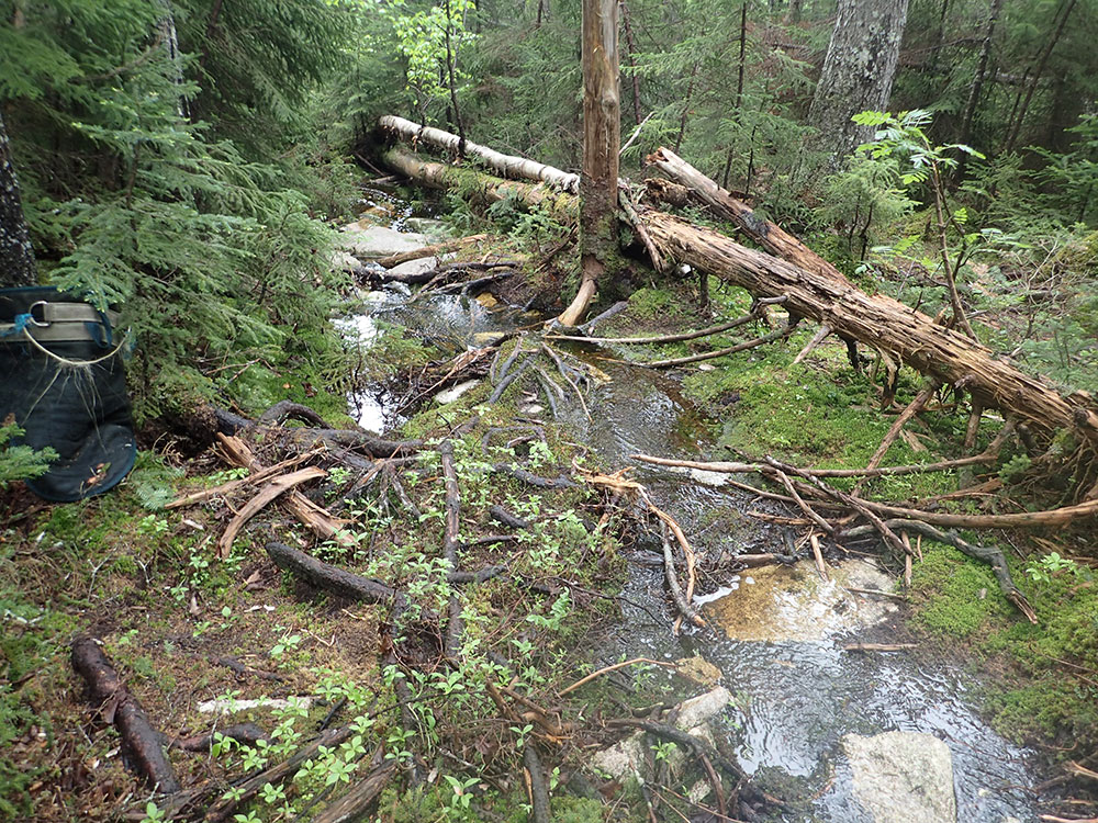 Blow Downs blow downs on the trail