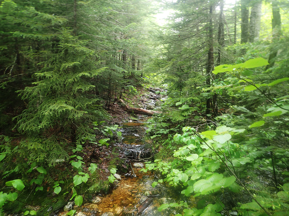 Trail Hancock Notch Trail in leafy summer splendor