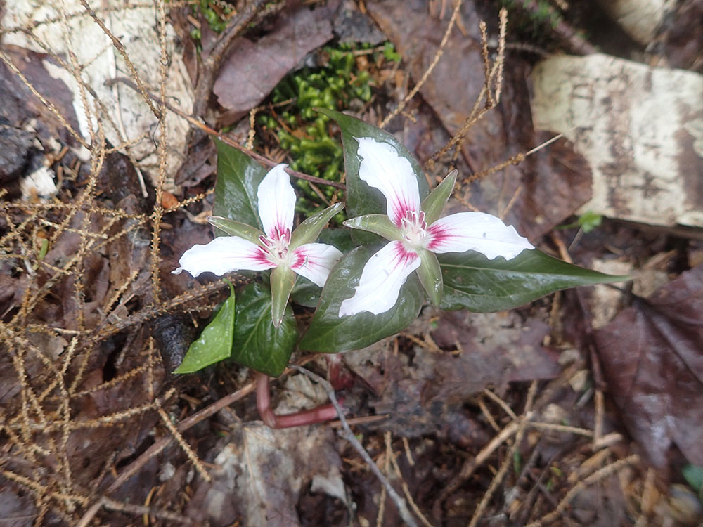 Trillium two painted trillium after a rain