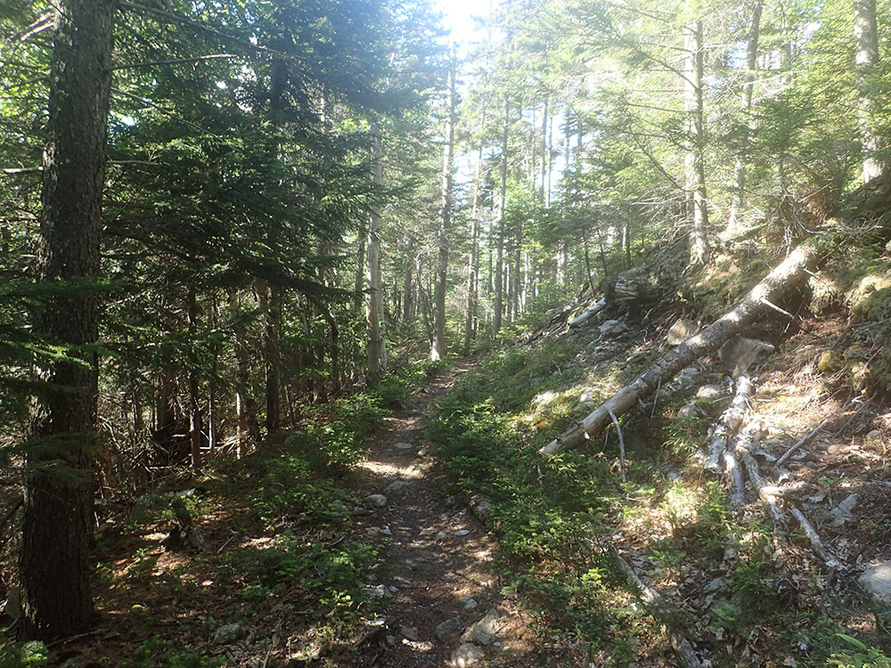 shady trail