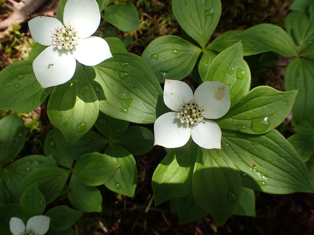 bunchberry