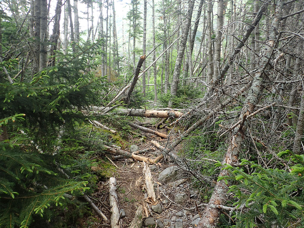 lots of blow downs on teh trail