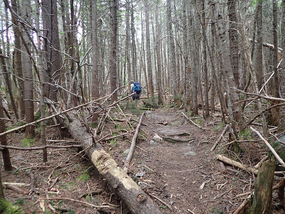 trail through ddead fir trees, everything looks brown