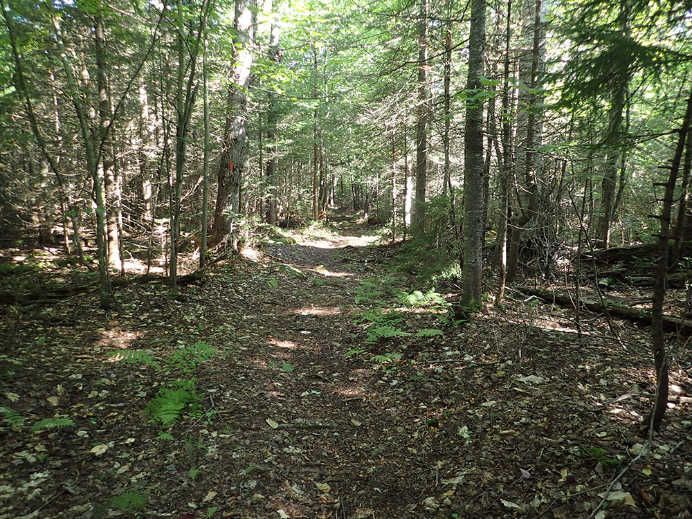 Ice Gulch Path through shady woods on a sunny day