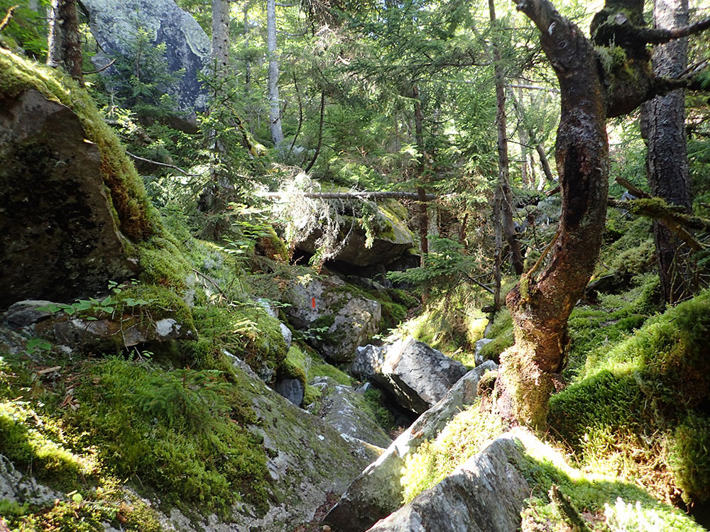 Ice Gulch Path - rocks, roots, moss, and huge boulders