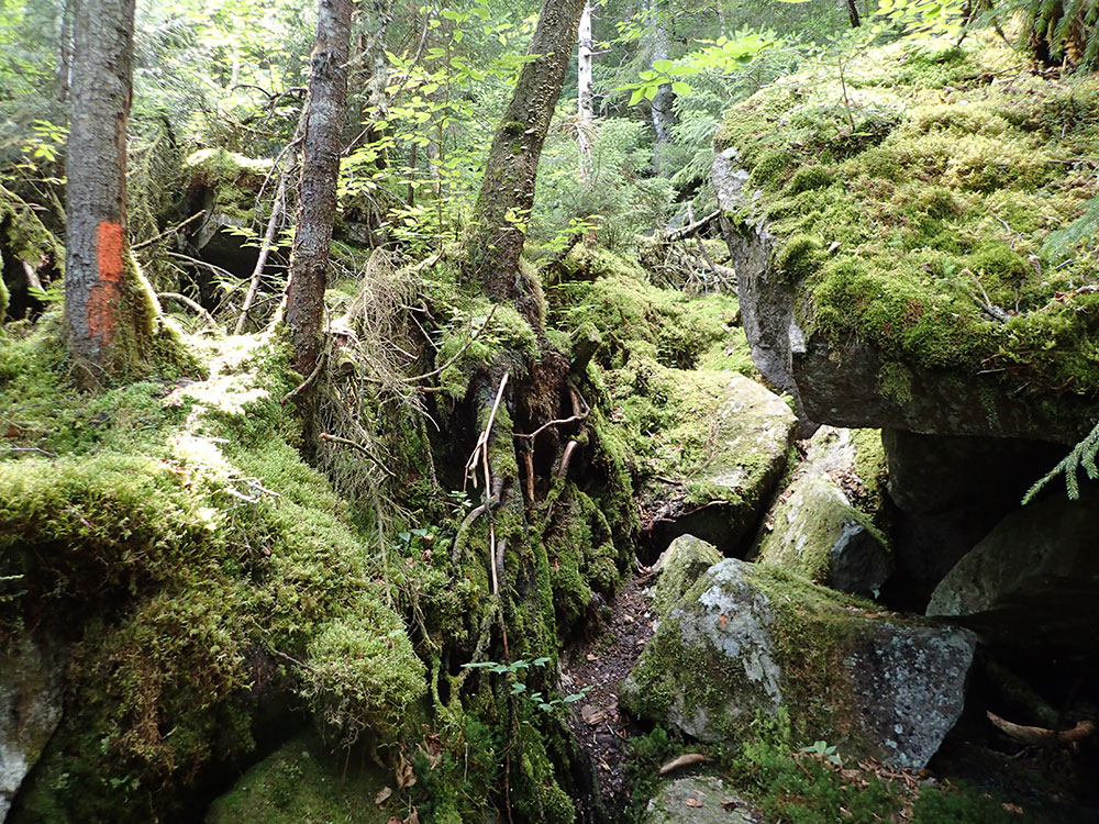 rocky, rooty, and mossy trail