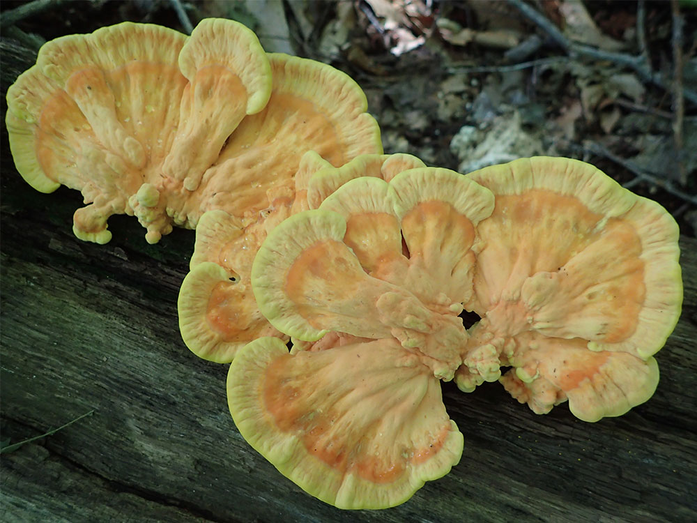 yellow-orange fungus on log