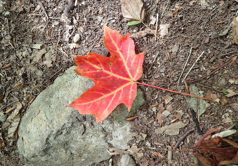 image of a damp red maple leaf on the ground