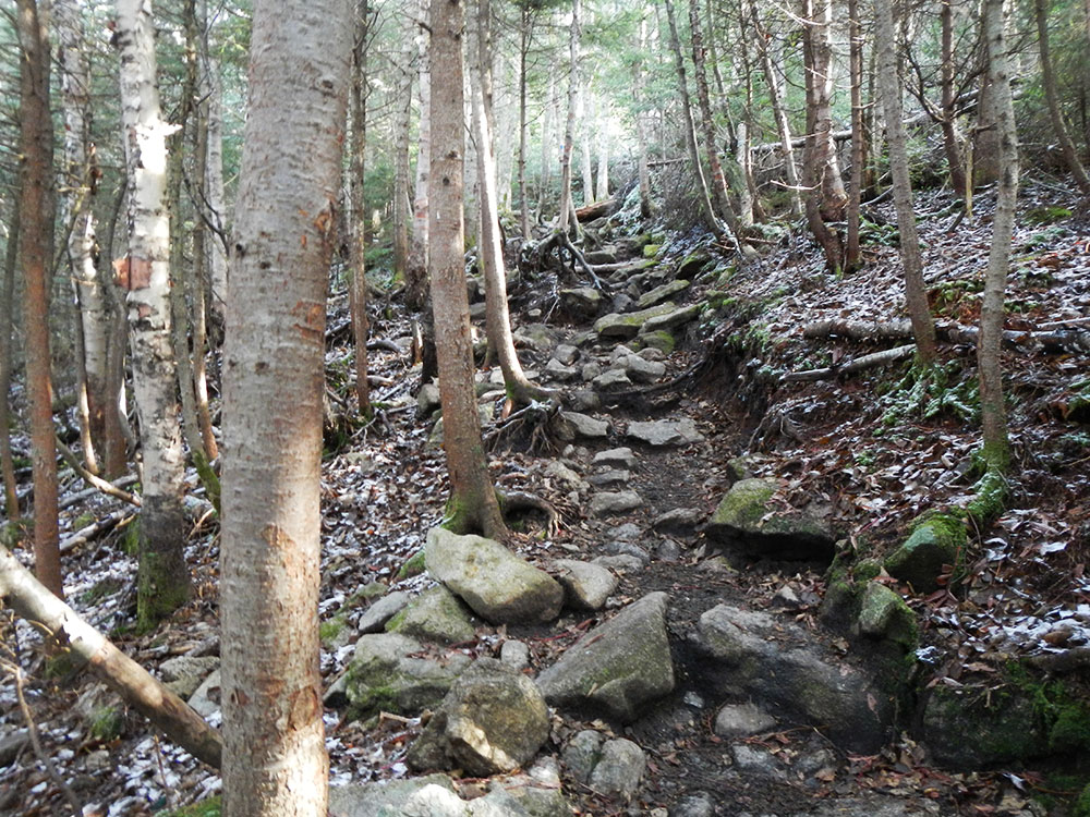 rocky trail through beech forest
