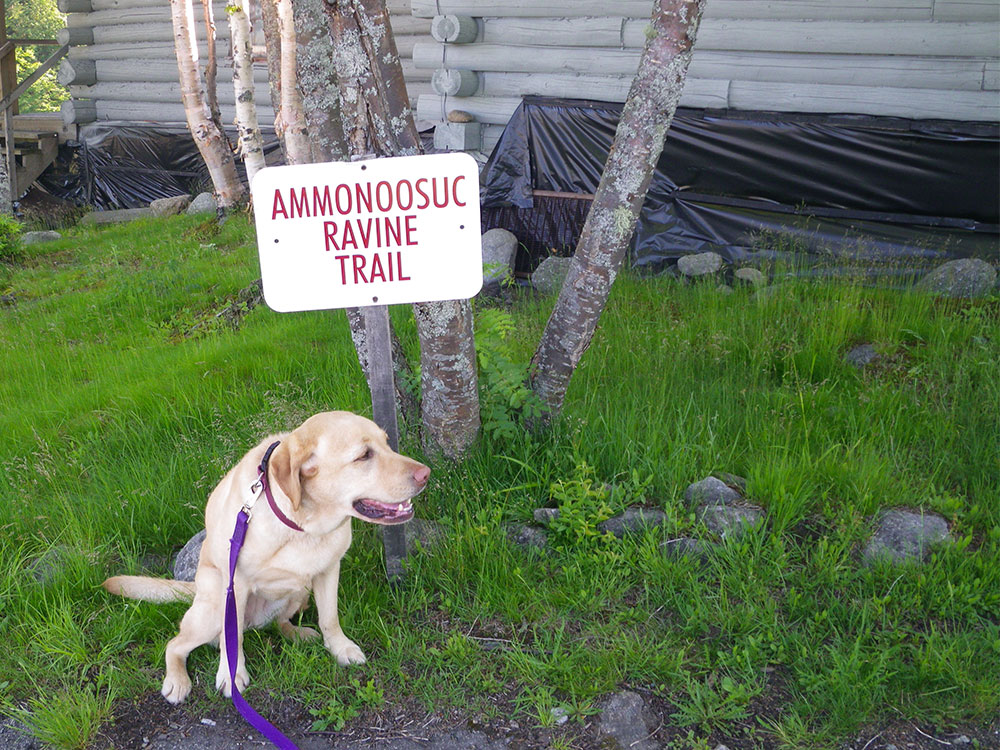 yellow lab at trailhead sign
