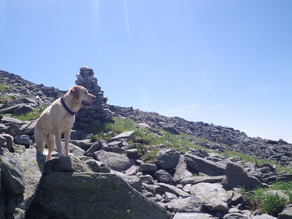 yellow lab next to cairn