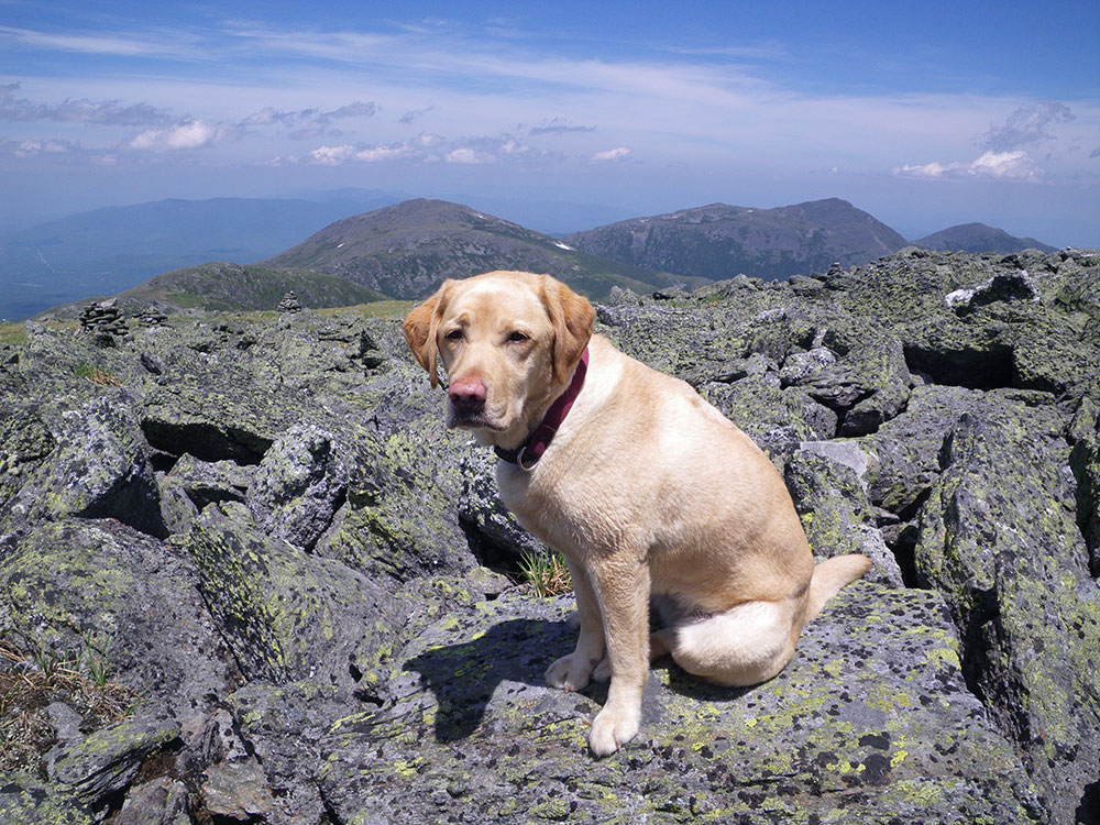 yellow lab sitting on rocks at summit of Mt Washington