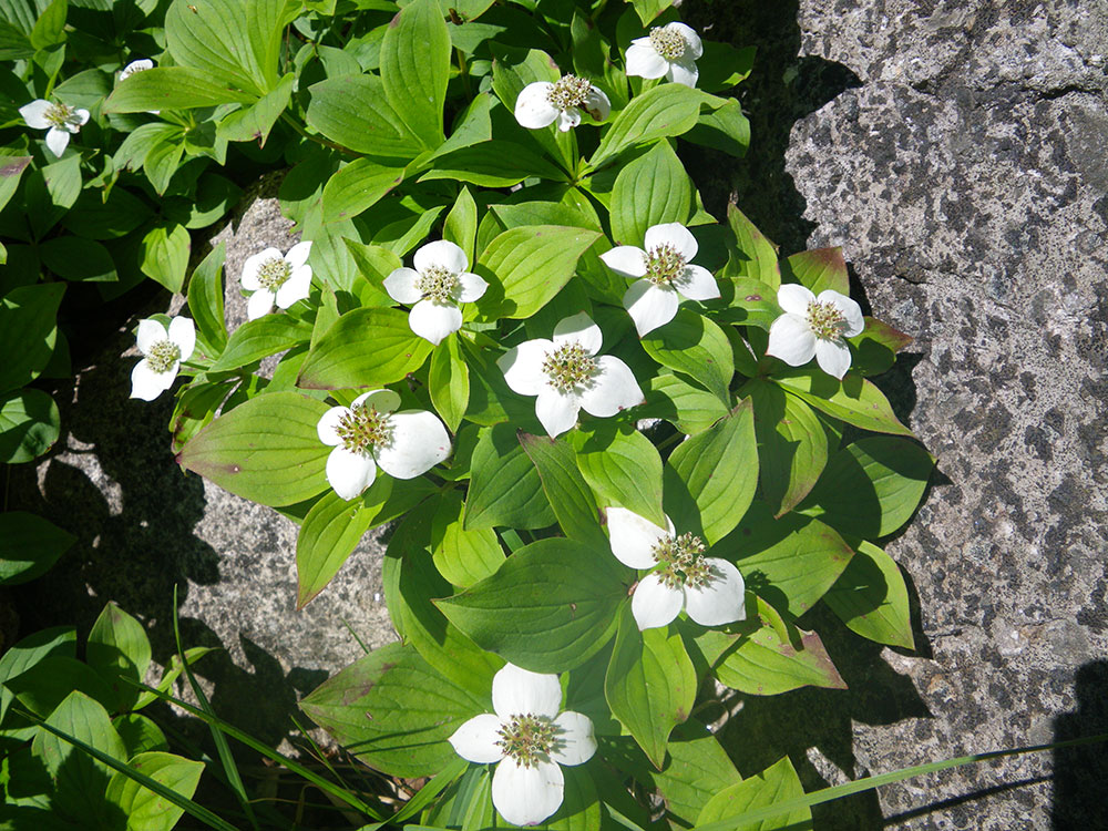 white flowers with green leaves