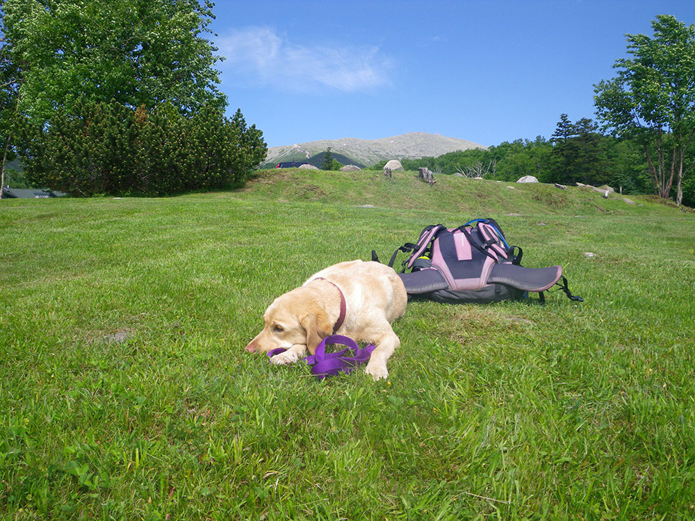 tired yellow lab lying on grass with mountain in the background