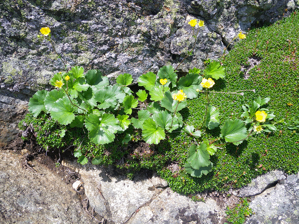 Cinquefoil? yellow alpine flower
