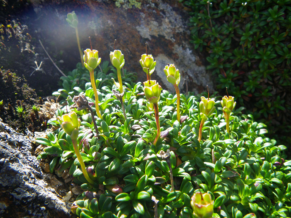 Alpine Growth stalks growing from dense green growth