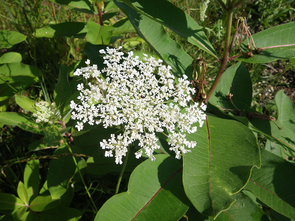 white wild flower something like Queen Anne's Lace