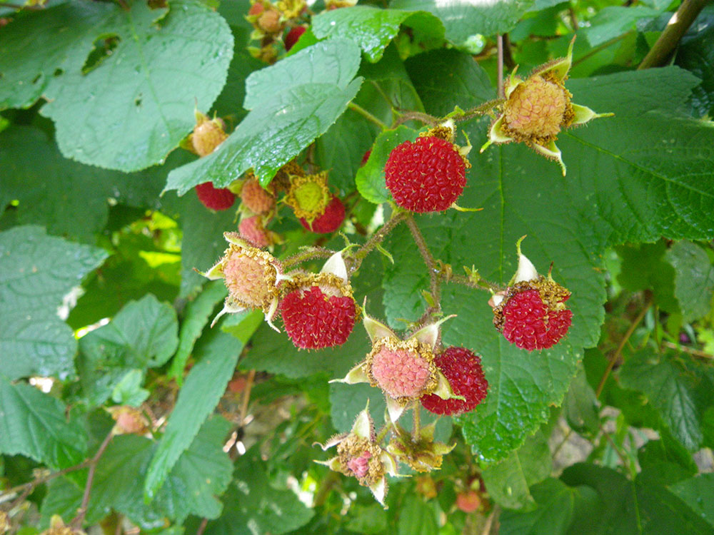 wild red and orange berries